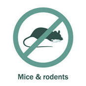 icon_mice_and_rodent icon_mice_and_rodent